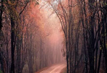 B体育：巴西世界杯名单：39岁阿尔维斯入围 菲尔米诺落选.